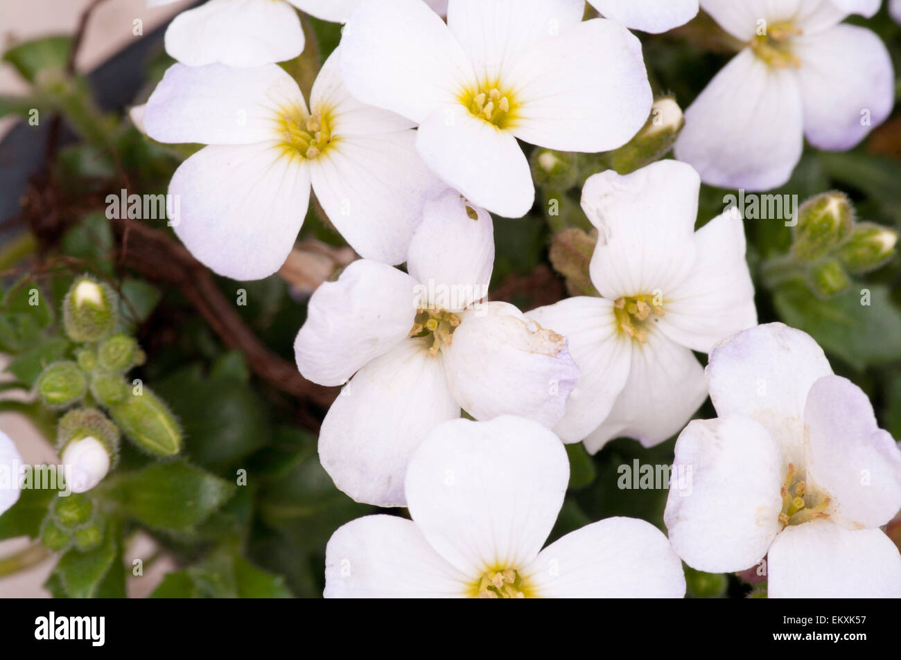 Perennial Aubrieta Kitte White Stock Photo