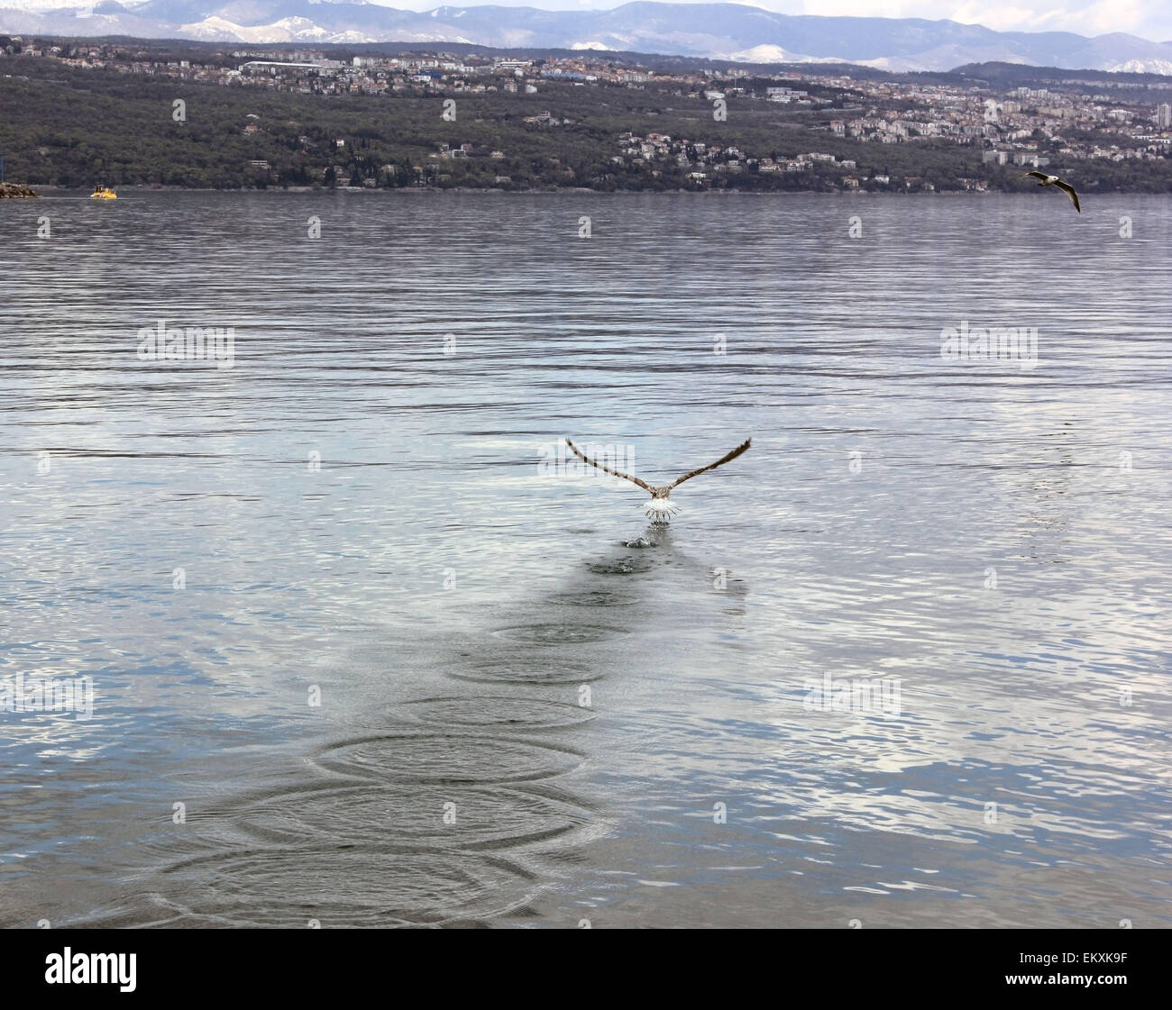 Flying across the ocean hi-res stock photography and images - Alamy