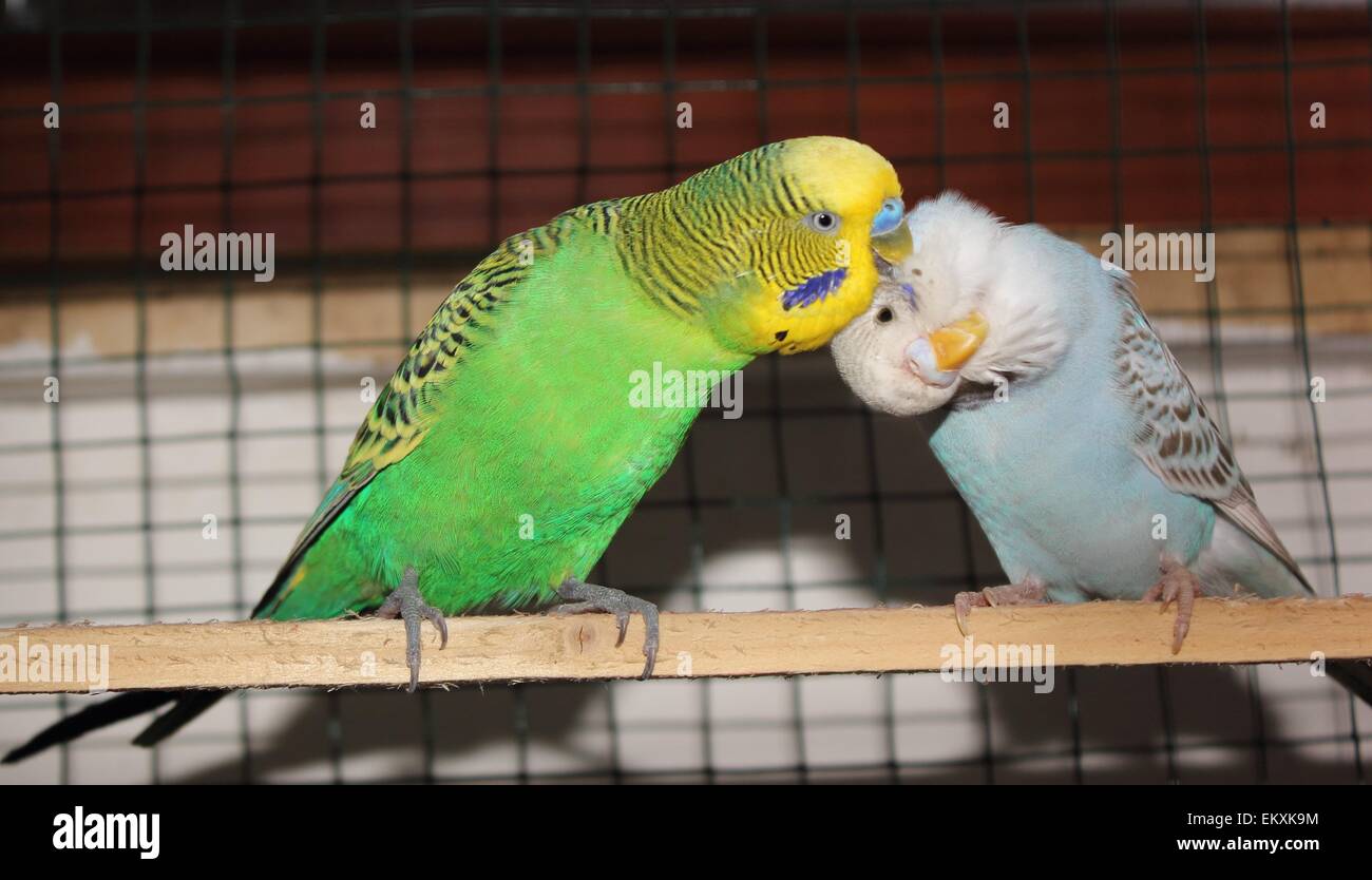 Image showcasing Parrot cage hi-res stock photography and images - Alamy