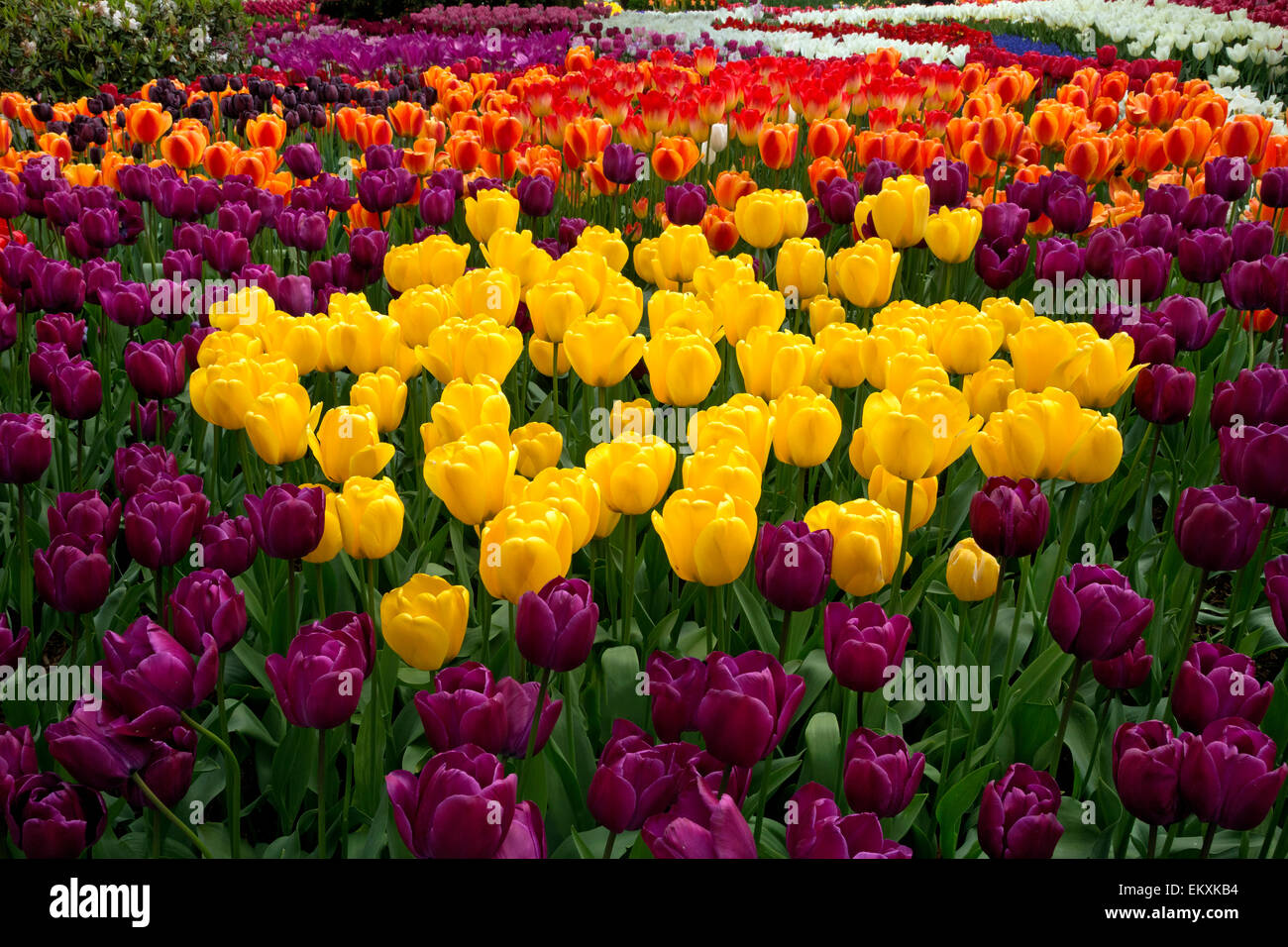 WASHINGTON Tulips blooming in a demonstration garden at RoozenGaarde