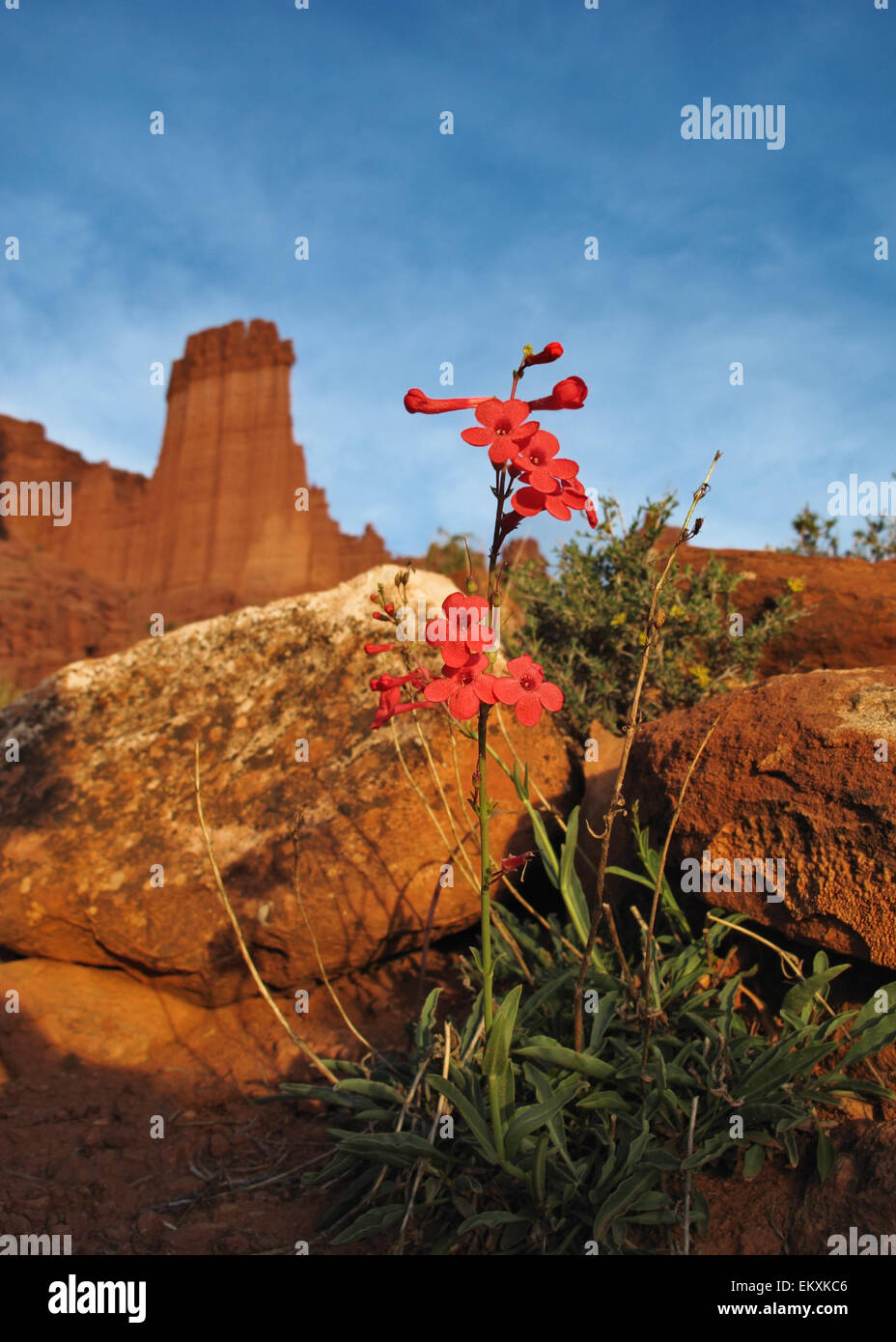 bright red wildflowers in front of red rock Fisher Towers in Southern Utah Stock Photo