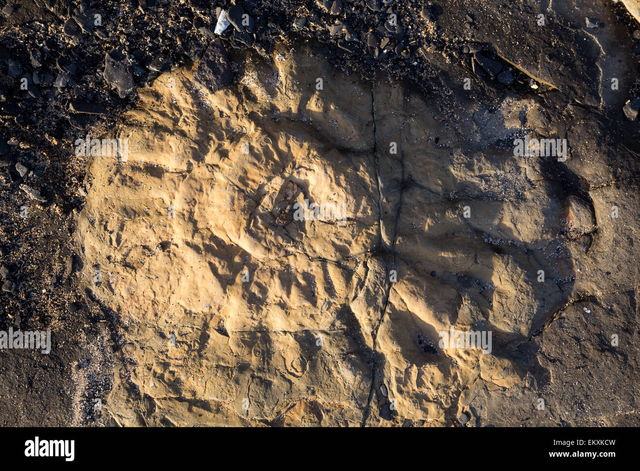 Large Ammonite fossil Kimmeridge Bay Dorset January 2015 Stock Photo