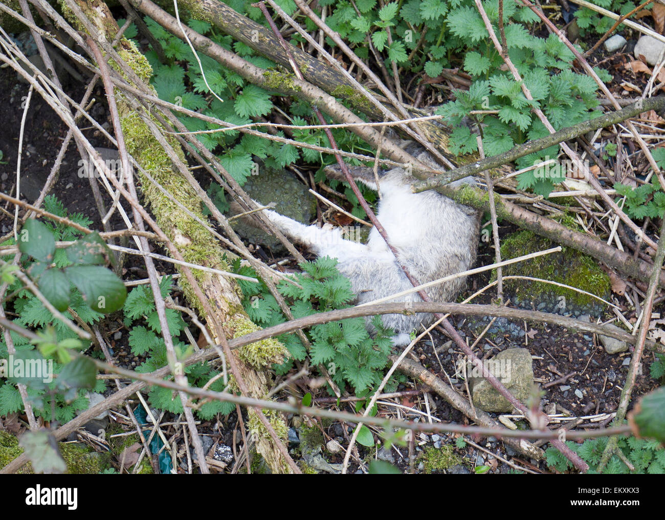 Lake Windermere, Cumbria, UK. 14th April, 2015. UK Myxomatosis has arrived at Cockshot Point on Lake Windermere .It Arrived just before Easter leaving the distressing site of rabbits with Myxomatosis or dead . Credit:  NW News /Alamy Live News Stock Photo