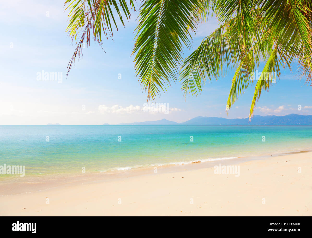 Palm and tropical beach Stock Photo - Alamy