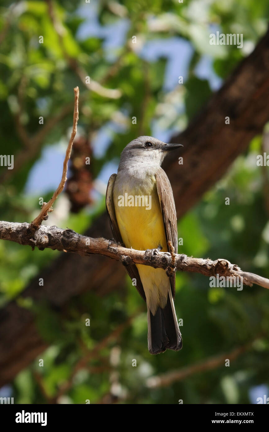 yellow and brown flycatcher bird perched on a branch Stock Photo