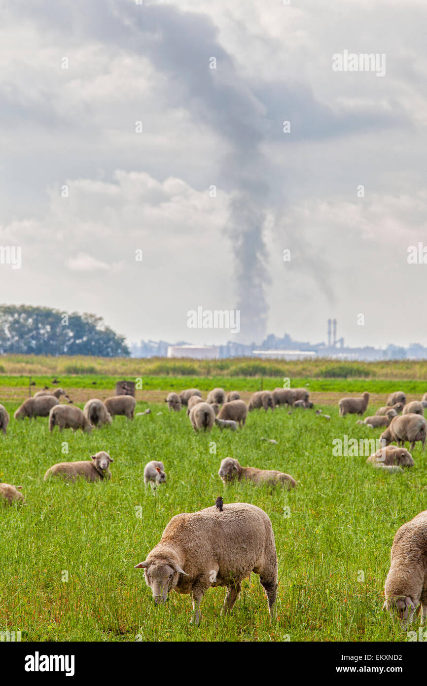 Sheep grazing in field with industrial smoke emissions in background. Delano, Kern County, San Joaquin Valley, California, USA Stock Photo