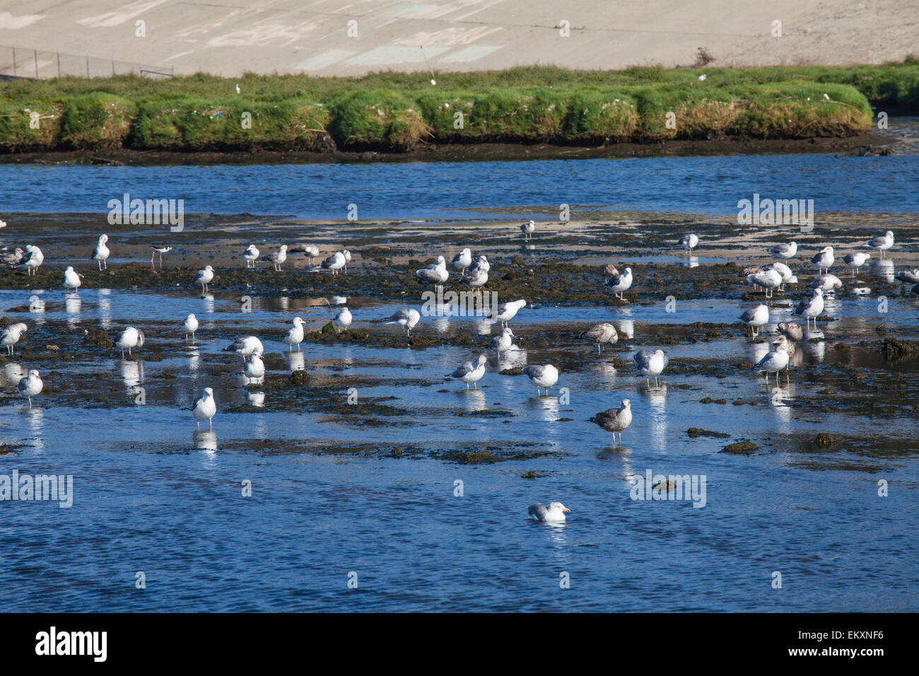 Seagulls in Ballona Creek, Los Angeles, Calfornia, USA Stock Photo