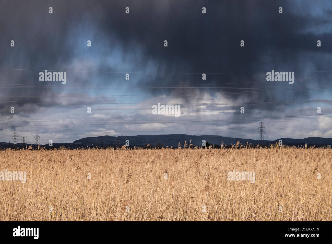 Storm in wetlands. Stock Photo