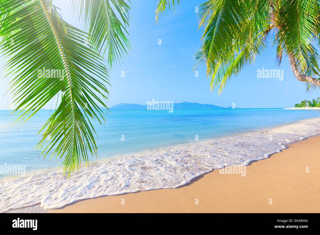 Palm and tropical beach Stock Photo - Alamy