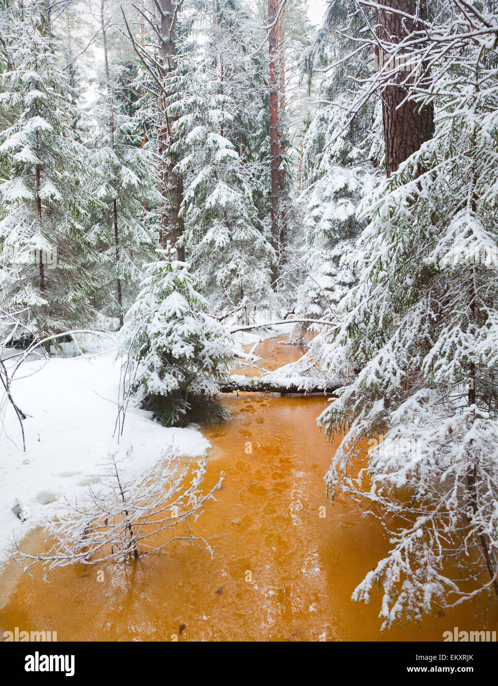 snowy forest and water of swamp Stock Photo