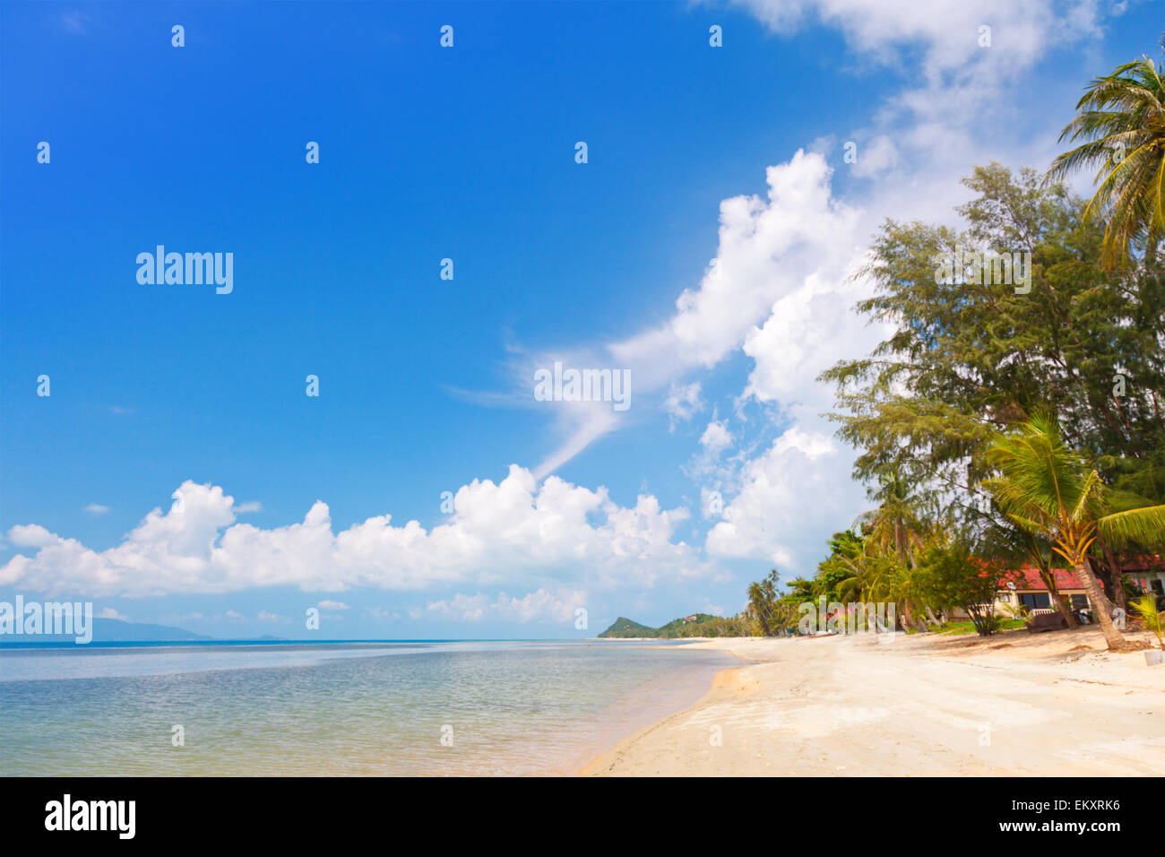 Koh Samui tropical beach and coconut palm trees Stock Photo Alamy