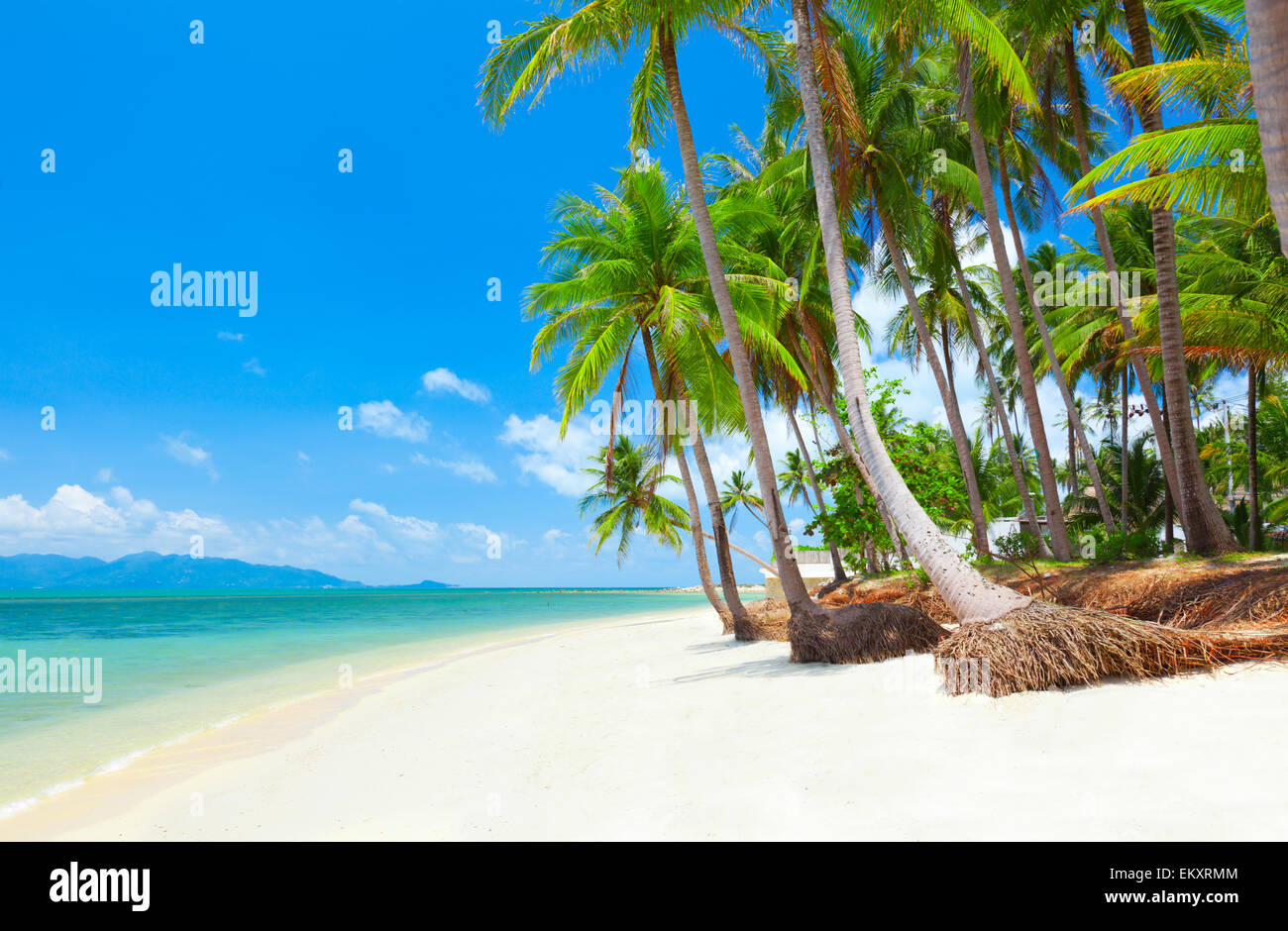 Tropical beach with palm trees hi-res stock photography and images - Alamy