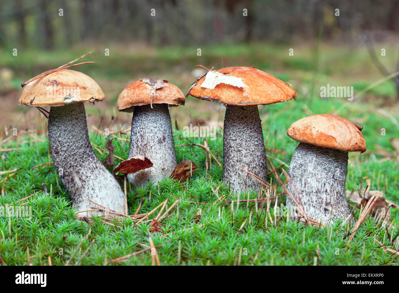 edible mushrooms in forest Stock Photo