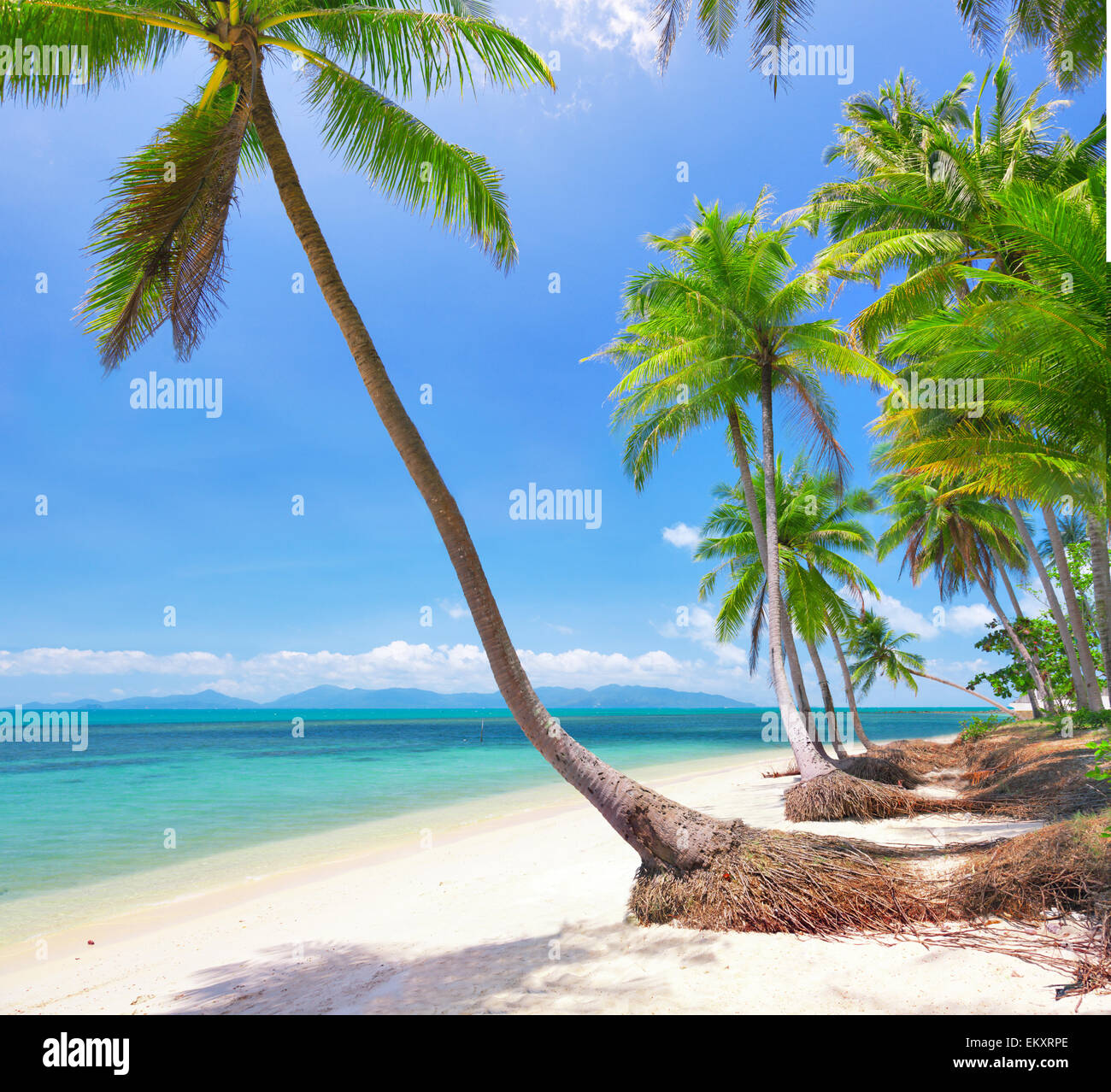 tropical beach with coconut palm. Bang Po beach, koh Samui, Thailand Stock Photo