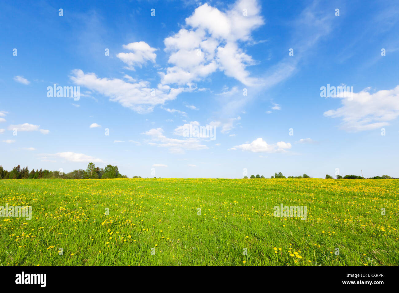 Green field with flowers under blue cloudy sky Stock Photo - Alamy