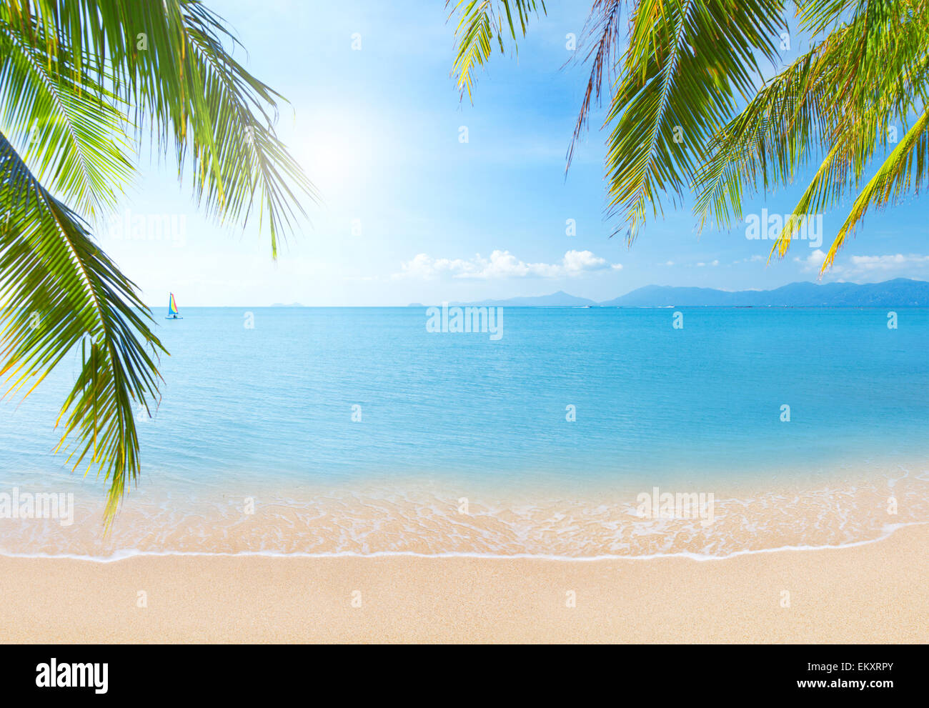 Palm and tropical beach Stock Photo - Alamy