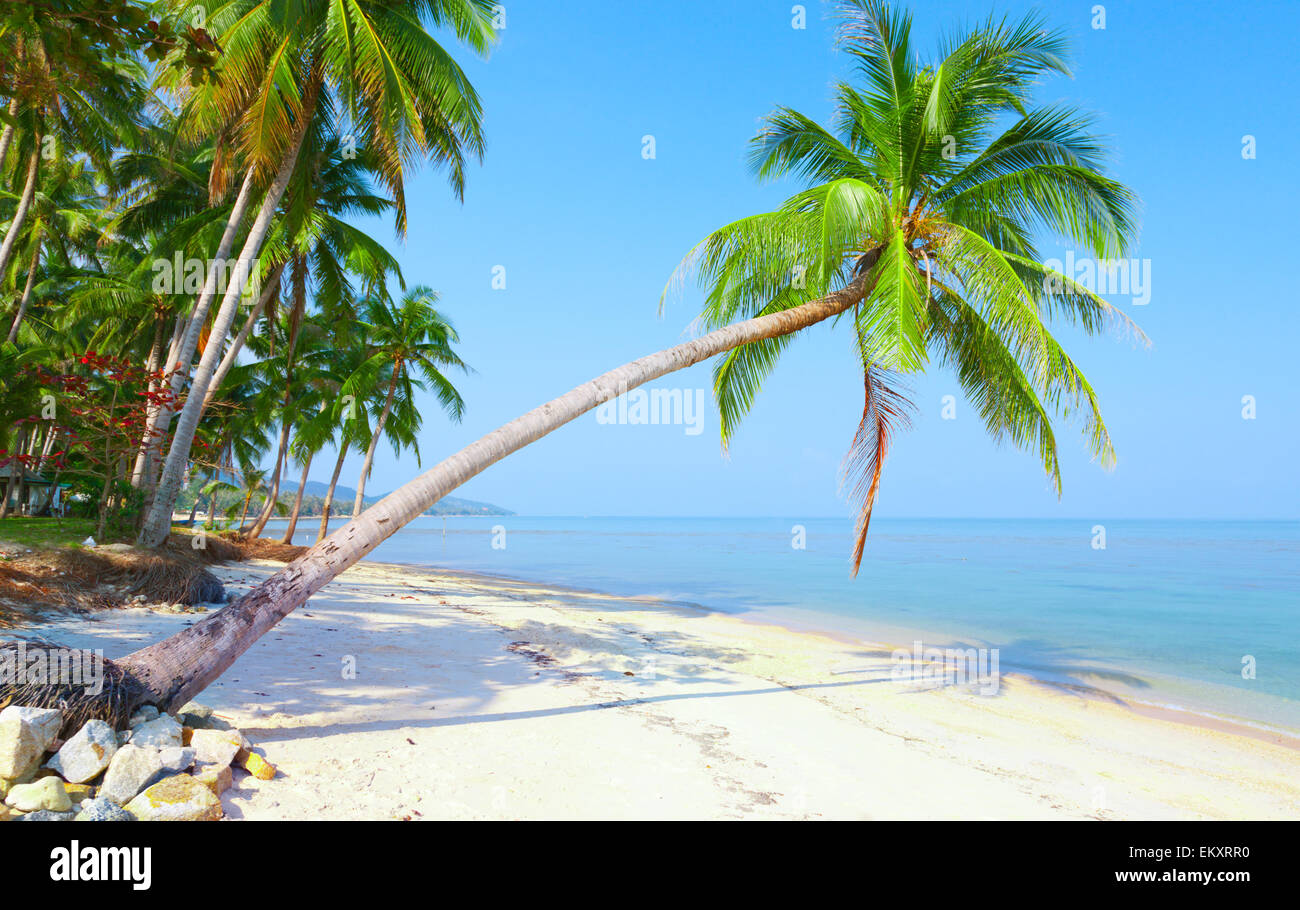 tropical beach with coconut palm. Bang Po beach, koh Samui, Thailand Stock Photo