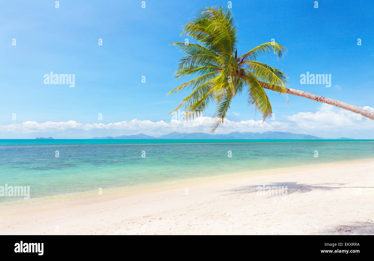 Beautiful beach tropical palm hi-res stock photography and images - Alamy