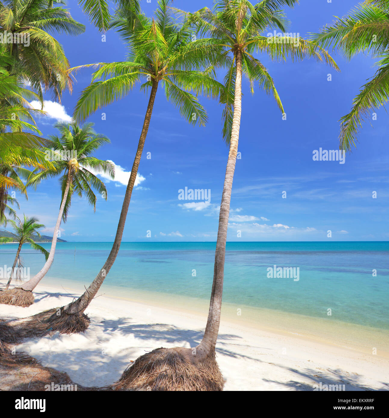 Palm and tropical beach Stock Photo - Alamy