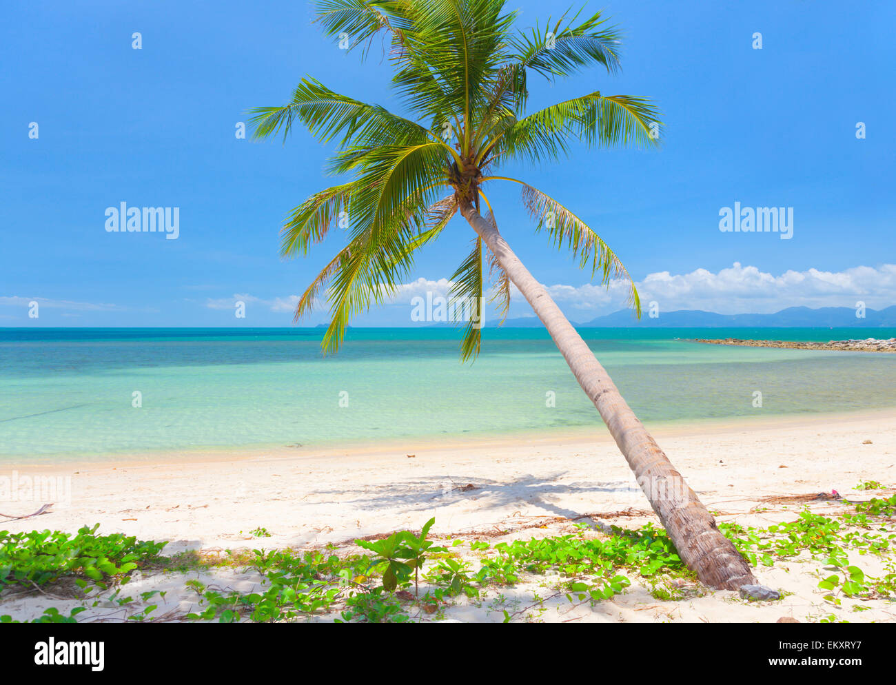 Beautiful beach tropical palm hi-res stock photography and images - Alamy