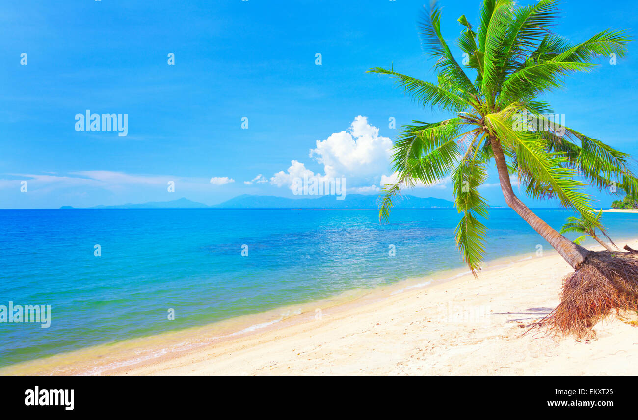 beach and coconut palm tree Stock Photo