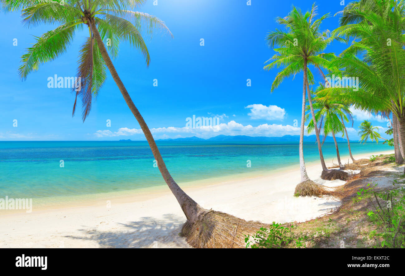 panoramic tropical beach with coconut palm Stock Photo - Alamy