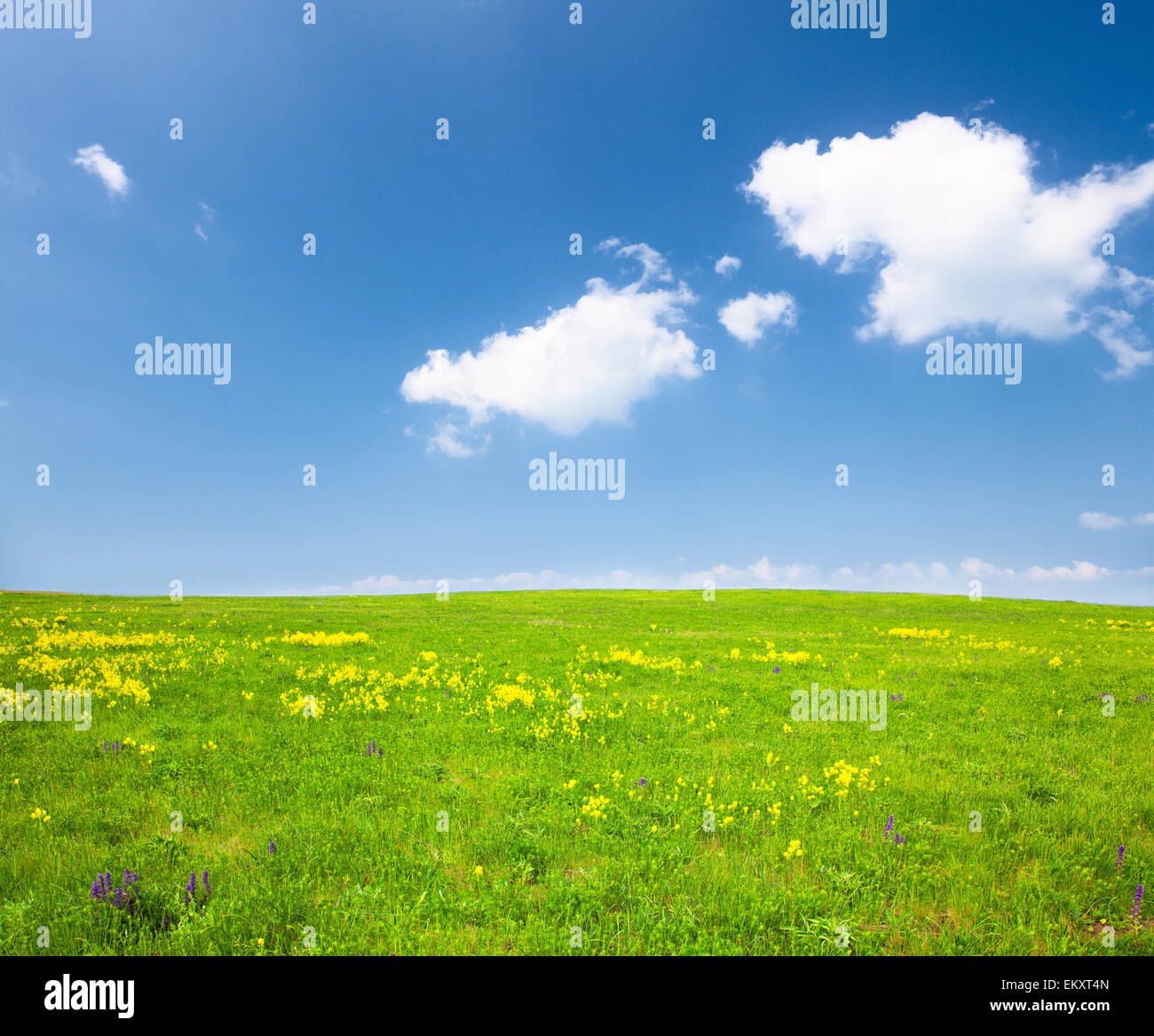 Green field with flowers under blue cloudy sky Stock Photo - Alamy