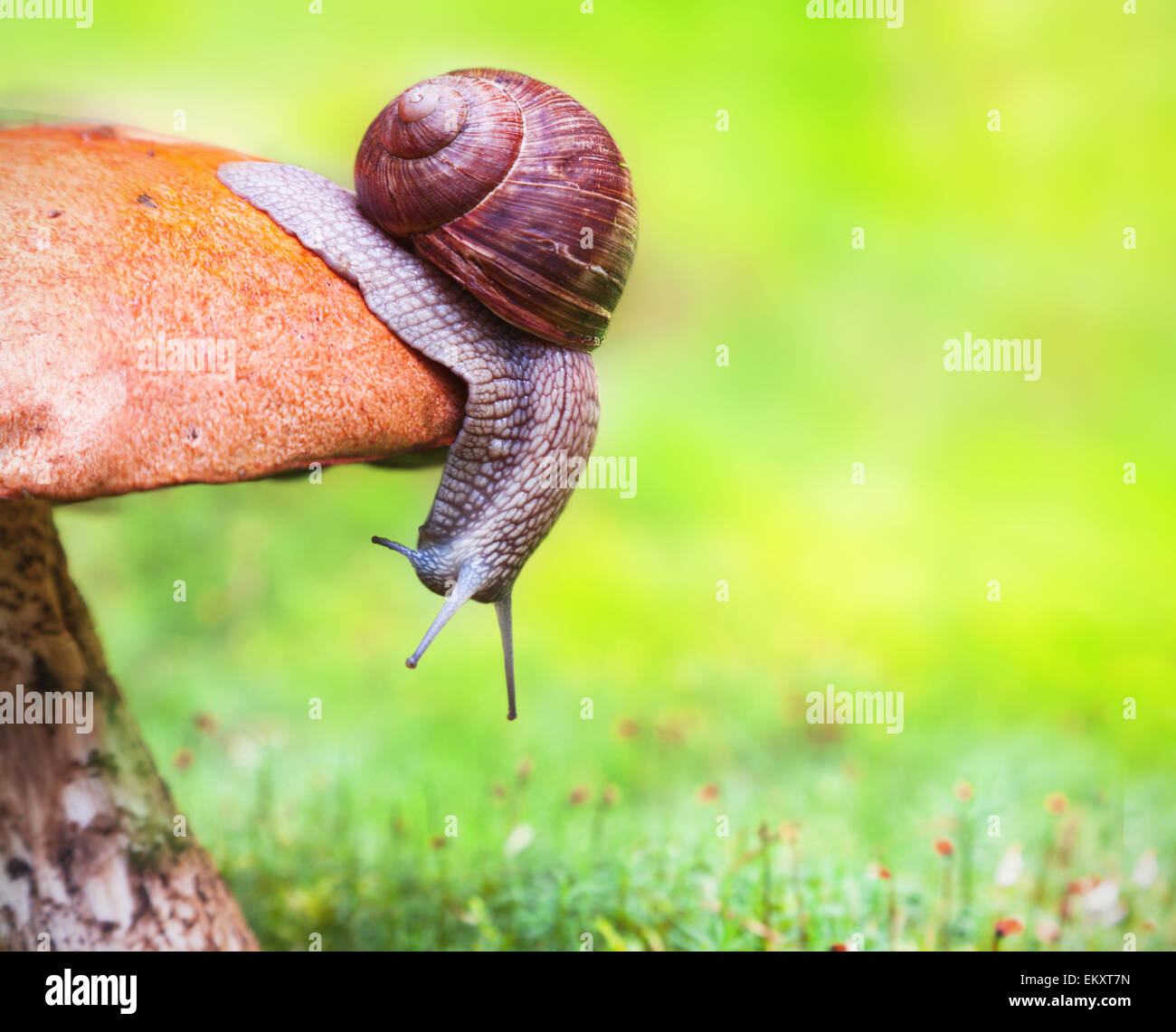 Snail on mushroom Stock Photo Alamy