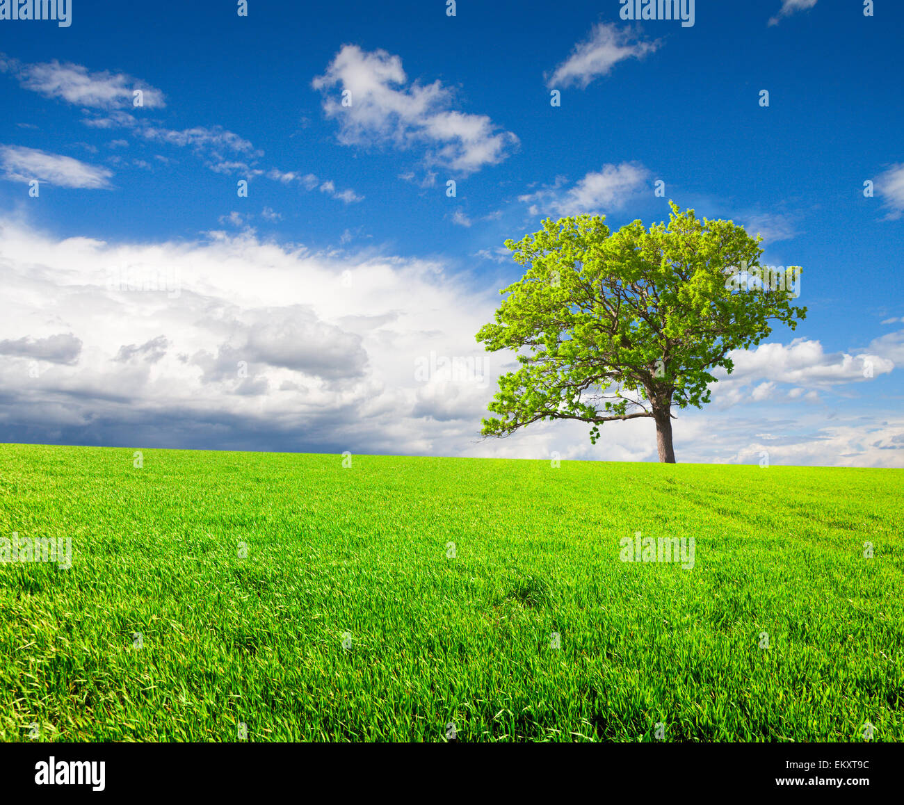 beautiful green tree on meadow Stock Photo - Alamy