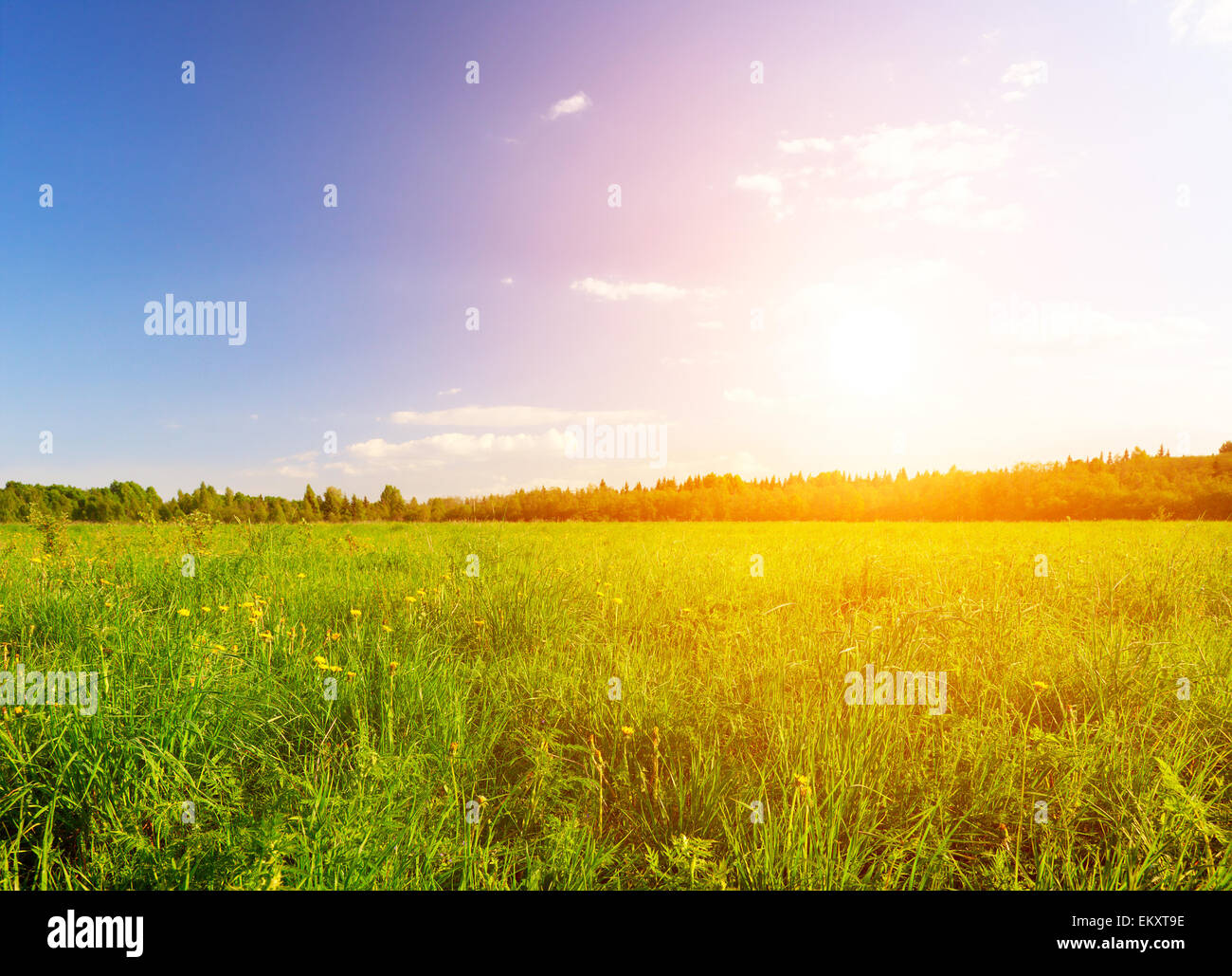 green field under blue cloudy sky with sun Stock Photo - Alamy