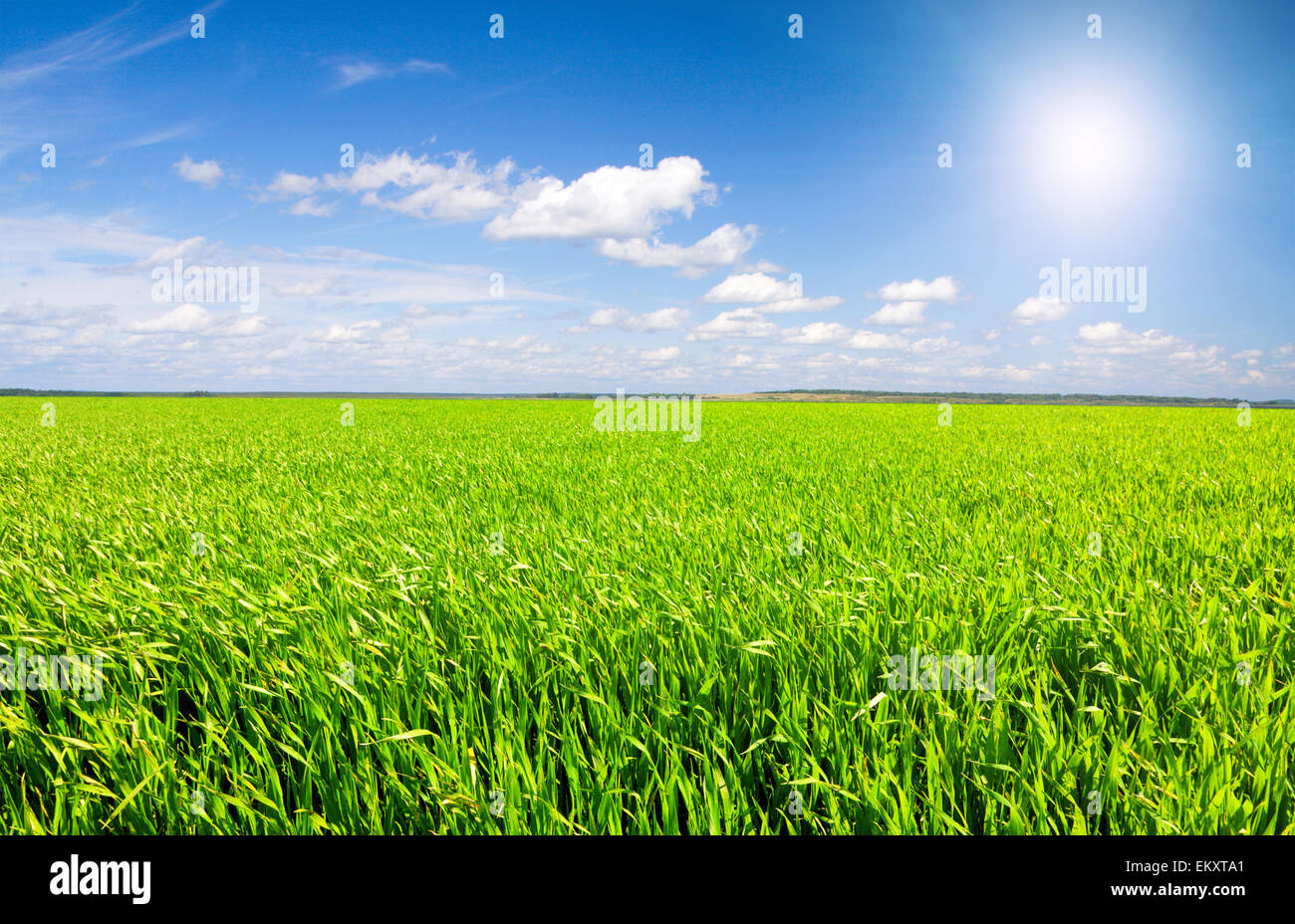 Green field under blue cloudy sky with sun Stock Photo - Alamy