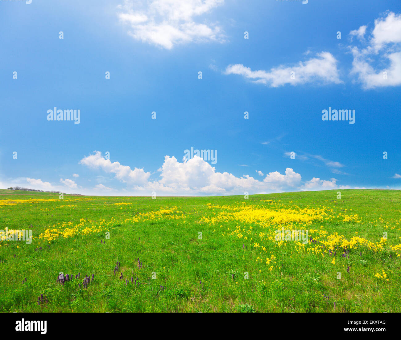 Green field with flowers under blue cloudy sky Stock Photo - Alamy