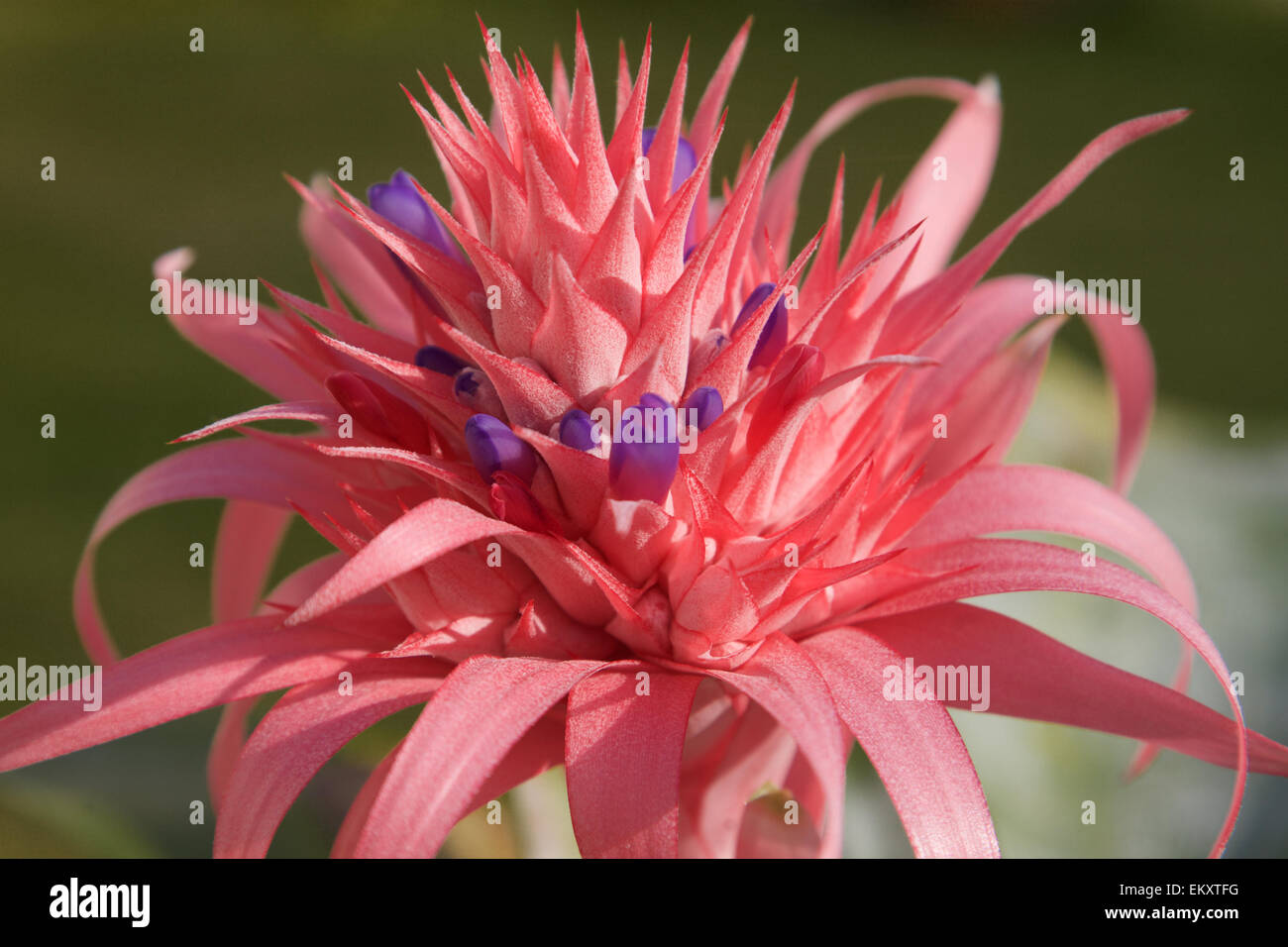 Phuket flower tropical thailand hi-res stock photography and images - Alamy