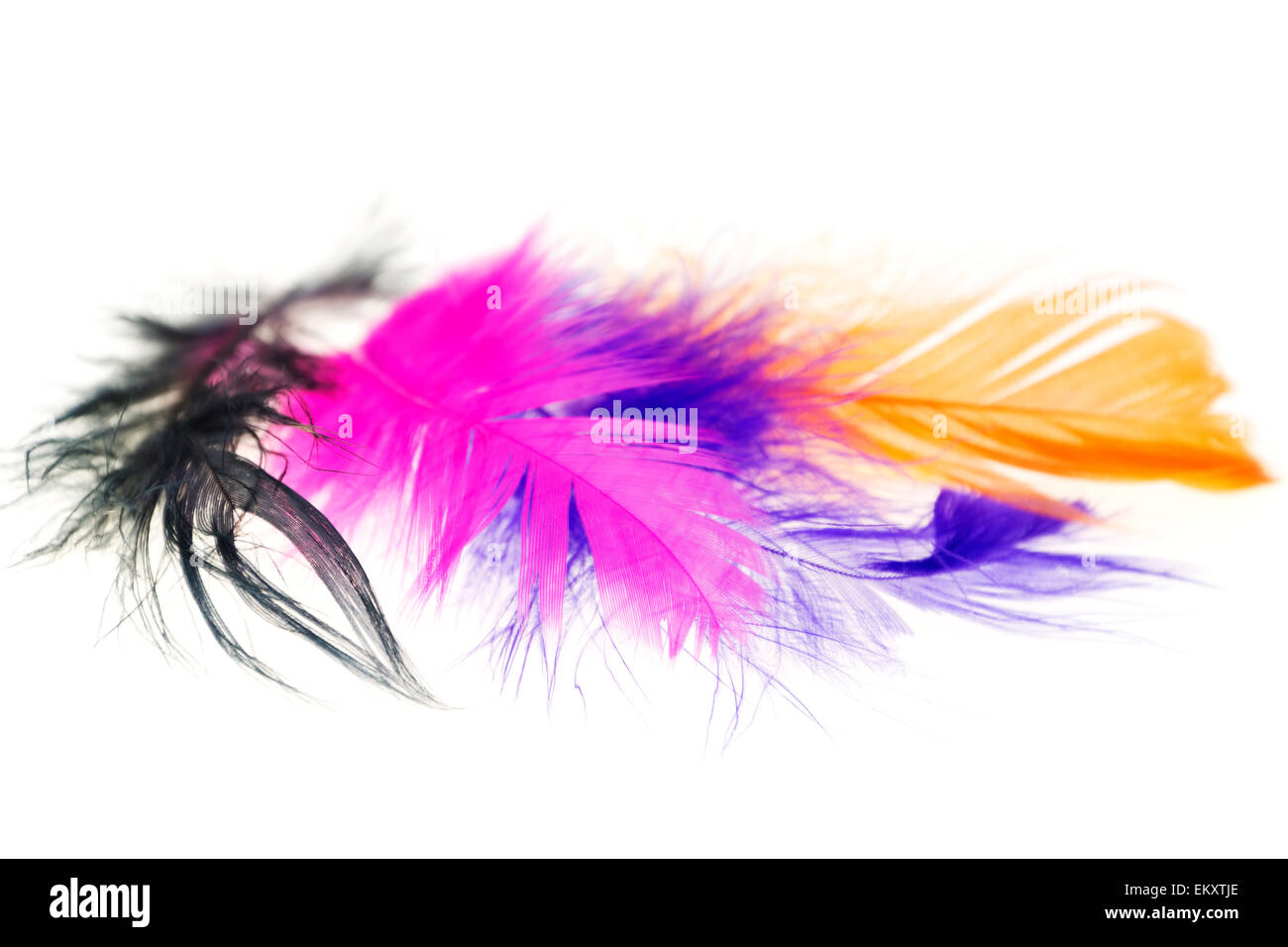 Colorful bird feathers on a white background close-ups Stock Photo