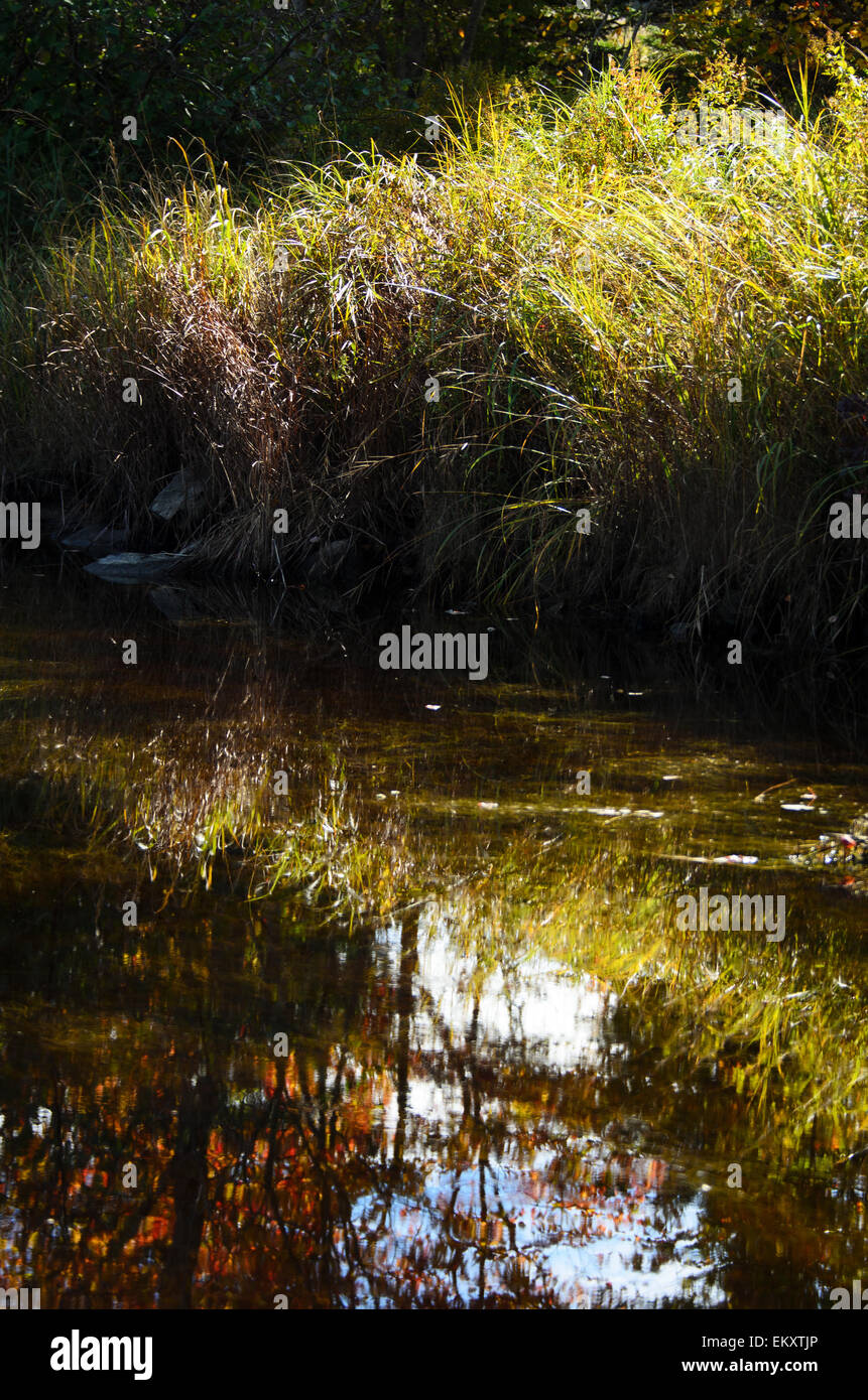 Autumn sunlight streams through tall grasses in the Northeast Creek estuary, Bar Harbor, Maine. Stock Photo