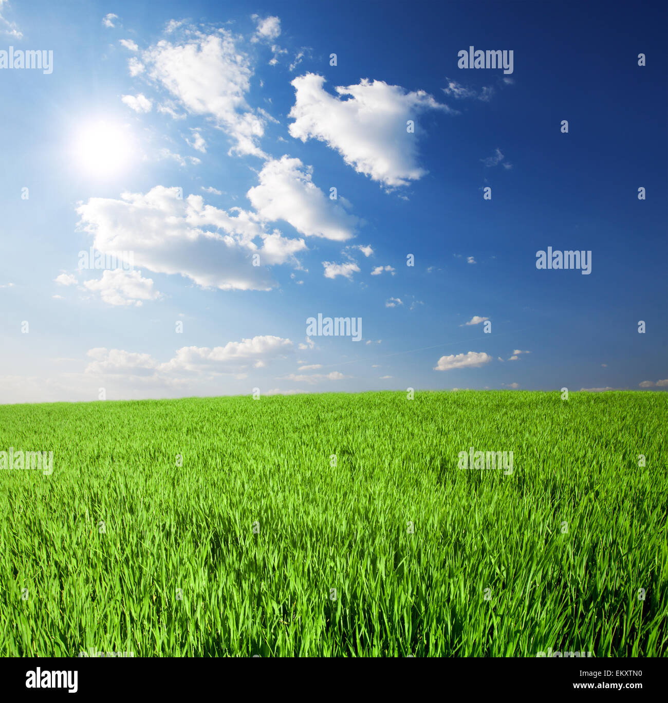 green field and blue cloudy sky with sun Stock Photo - Alamy