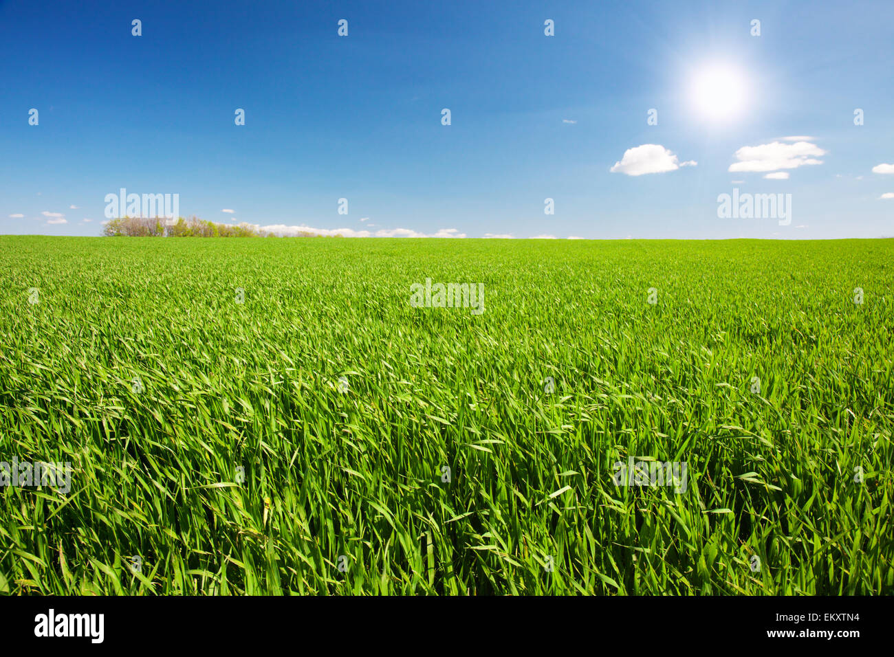 green field and blue cloudy sky Stock Photo - Alamy