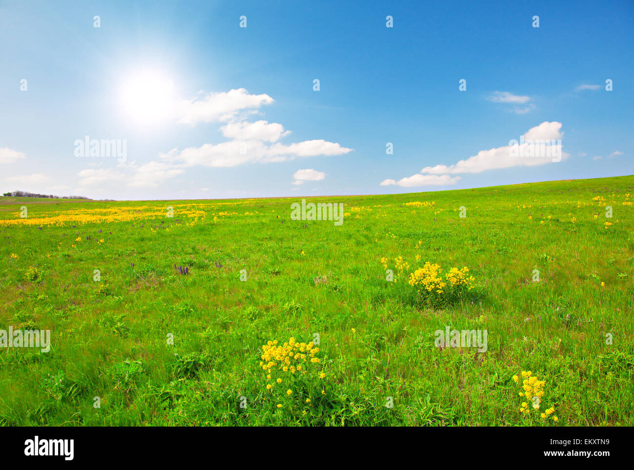 Green field with flowers under blue cloudy sky Stock Photo - Alamy