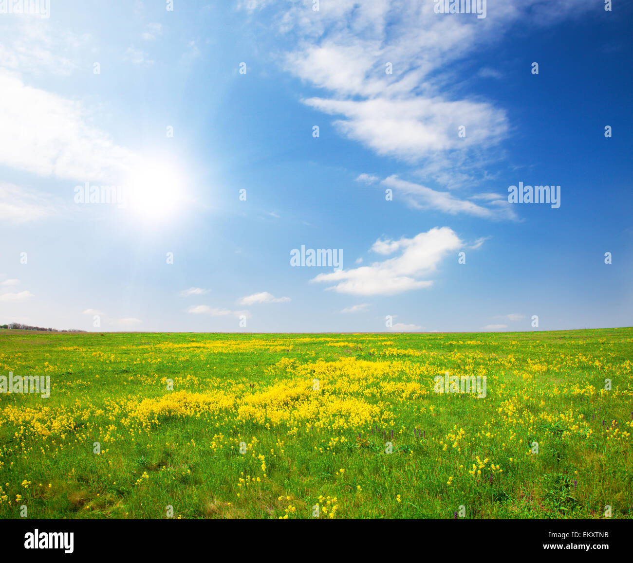 Green field with flowers under blue cloudy sky Stock Photo - Alamy