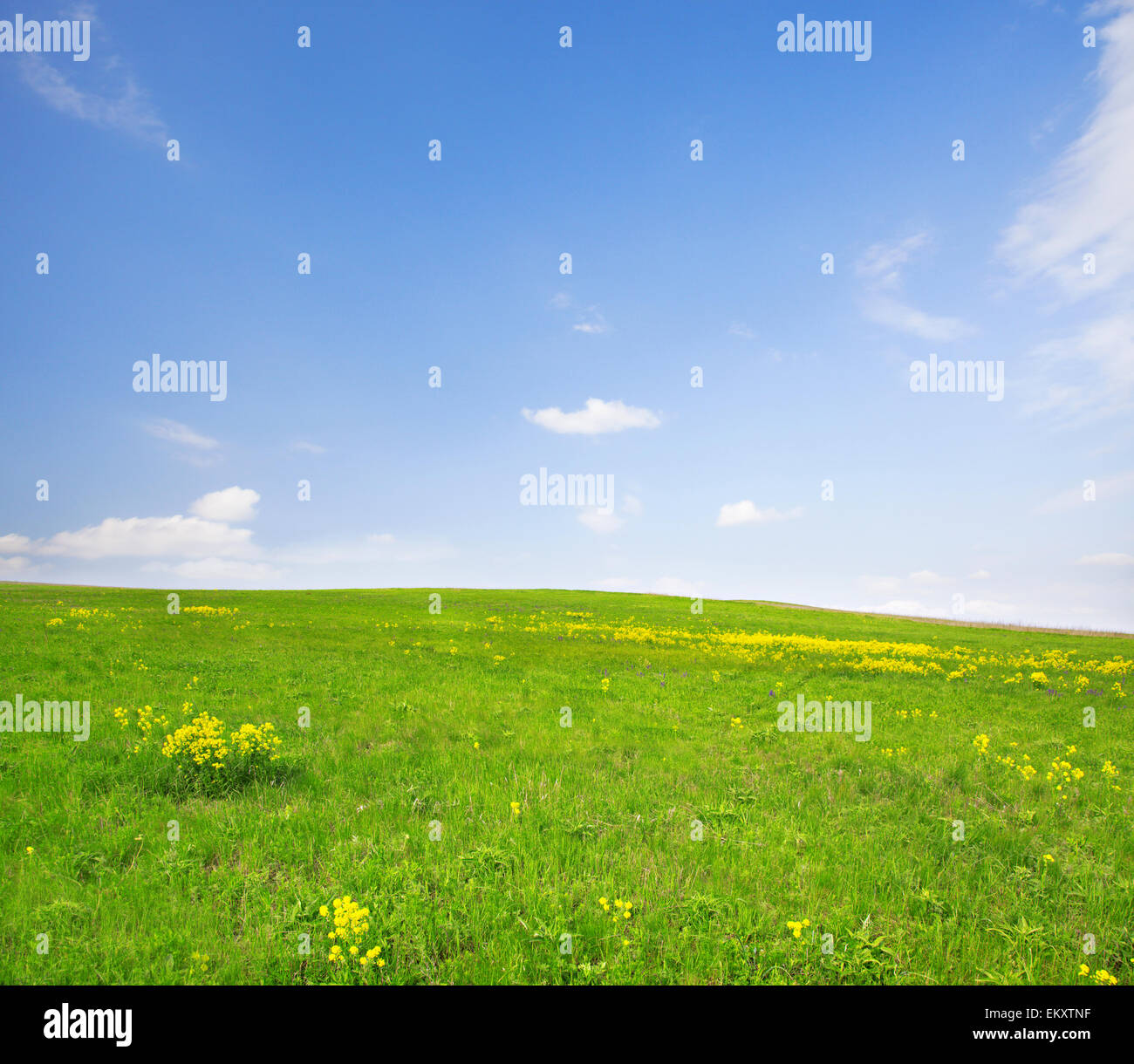 Green field with flowers under blue cloudy sky Stock Photo - Alamy