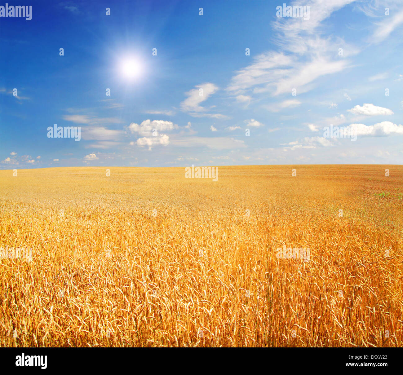 field of wheat with shining sun Stock Photo