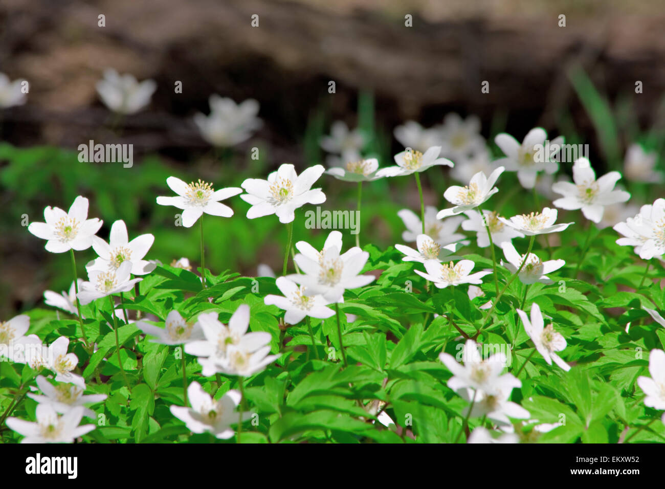 snowdrops Stock Photo