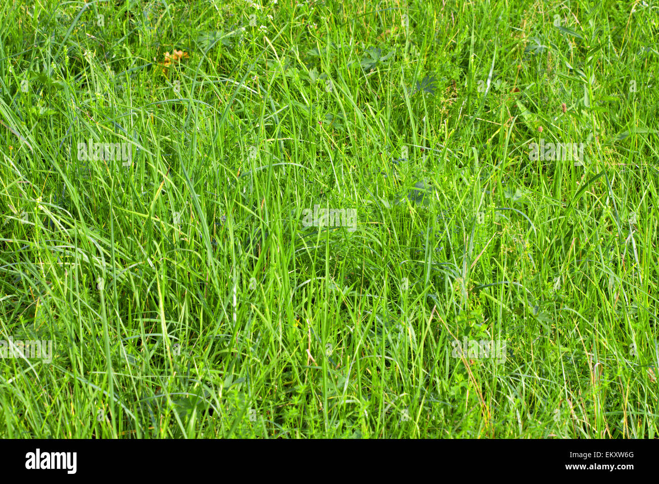 green grass background Stock Photo - Alamy