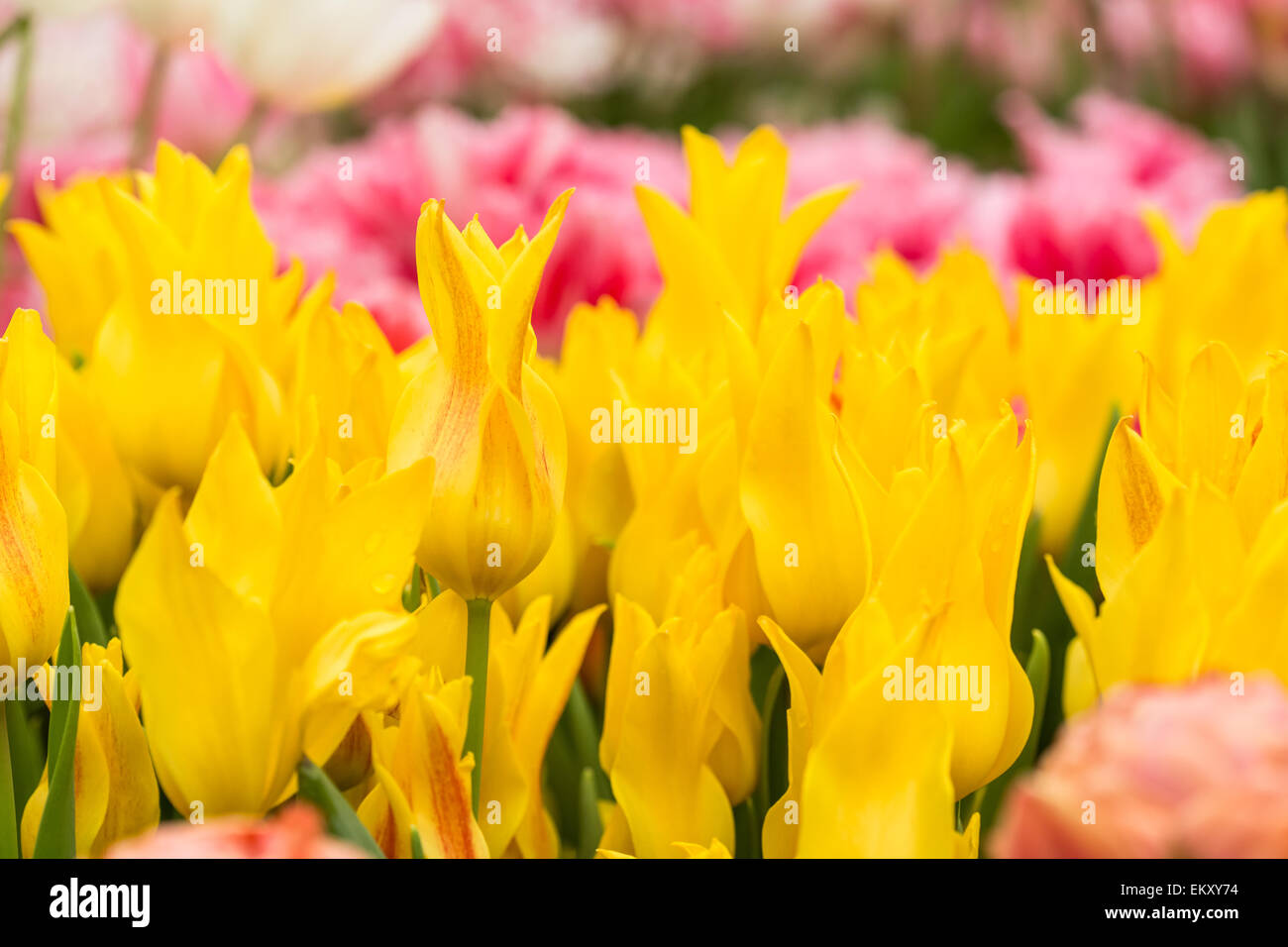 Close up of Yellow tulips in the spring garden. Shallow DOF. Stock Photo