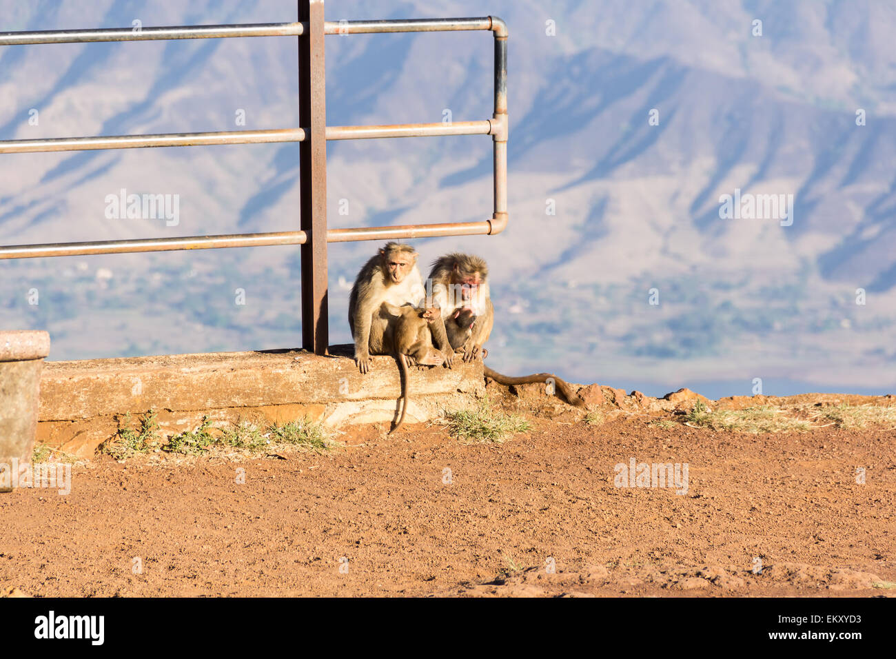 Monkeys with infants(baby monkeys). Stock Photo