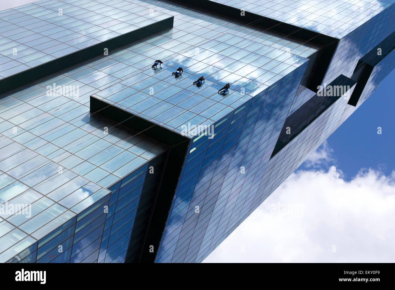 Group of workers clean the windows of high rise modern skyscraper as a team in downtown. White cloudy background Stock Photo