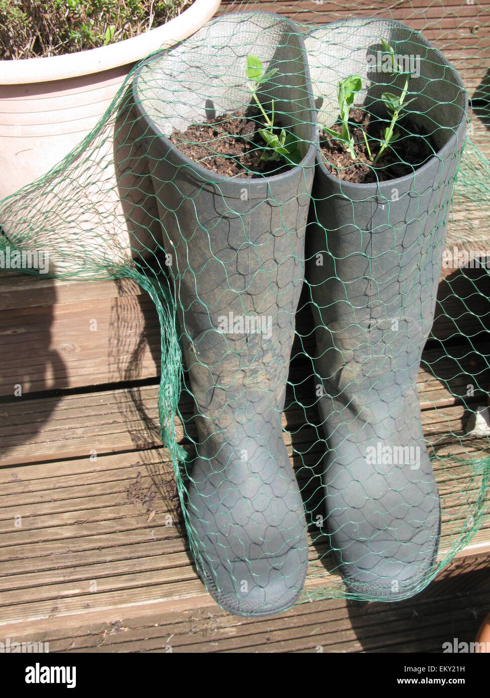 Sweet peas in Wellington boots Stock Photo