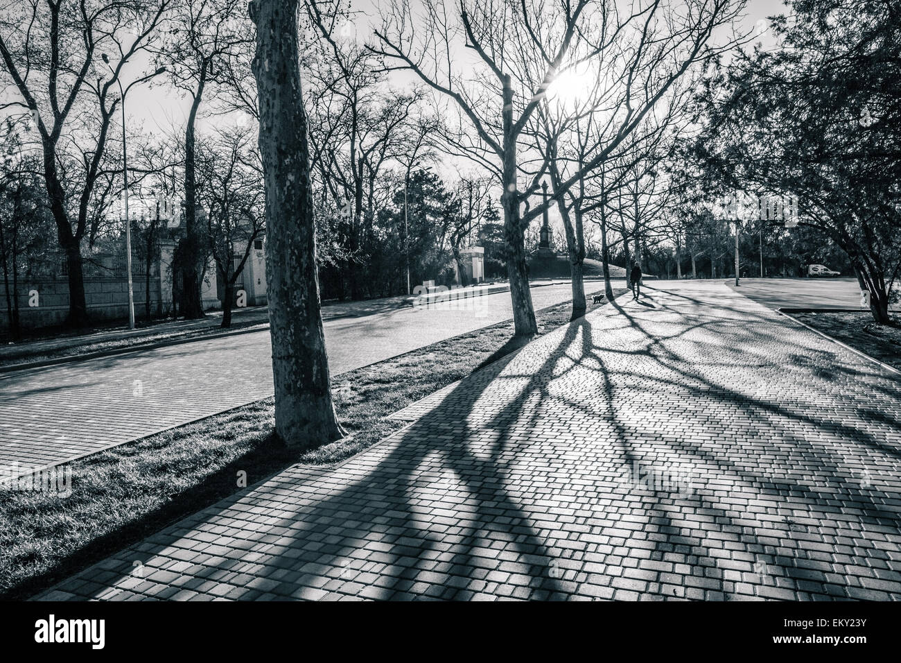 Tree black white hi-res stock photography and images - Alamy