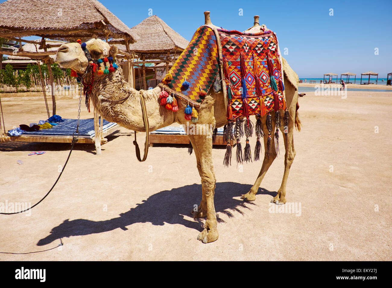 Camel Used For Tourists To Ride On Straits Of Tiran Red Sea Sharm El Sheikh Egypt Stock Photo