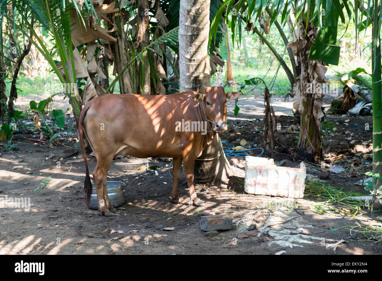 A cow in the yard of a house in the Backwaters of Kumarakom, Kerala India Stock Photo